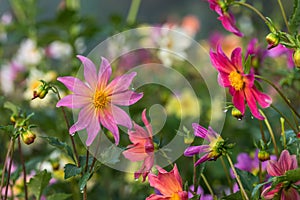 Dahlia coccinea bloomed in spring