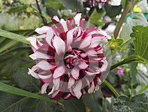 Dahlia `Contraste` garnet and white decorative with giant flowers photo