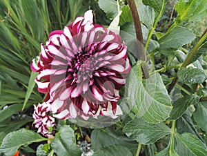 Dahlia `Contraste` garnet and white decorative with giant flowers in summer photo