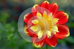 Dahlia corolla named Pooh Collarette variety Close-up