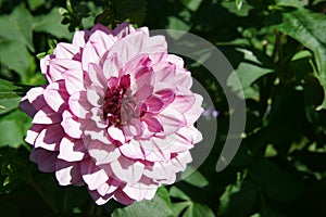 Dahlia Creme de Cassis