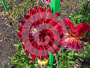 Dahlia x cultorum \'Akita\' blooming with blooms with large chrysanthemum petals in shades of dark crimson to red