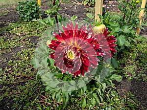 Dahlia x cultorum \'Akita\' blooming with blooms with large chrysanthemum petals in shades of dark crimson to red