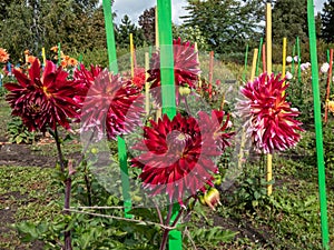 Dahlia x cultorum \'Akita\' blooming with huge blooms with large chrysanthemum petals in shades of crimson to red