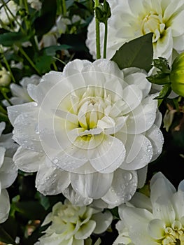 Dahlia x cultorum \'Bride to be\' blooming with waterlily blooms of a very beautiful and long lasting pristine white