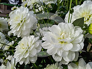 Dahlia x cultorum \'Bride to be\' blooming with waterlily blooms of a very beautiful and long lasting pristine white