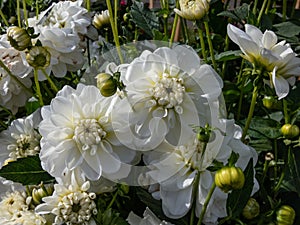 Dahlia x cultorum \'Bride to be\' blooming with waterlily blooms of a very beautiful and long lasting pristine white