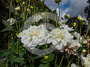 Dahlia x cultorum \'Bride to be\' blooming with waterlily blooms of a very beautiful and long lasting pristine white