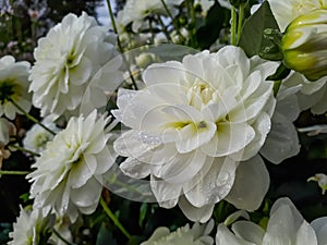 Dahlia x cultorum \'Bride to be\' blooming with waterlily blooms of a very beautiful and long lasting pristine white