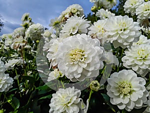 Dahlia x cultorum \'Bride to be\' blooming with waterlily blooms of a very beautiful and long lasting white