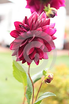 Dahlia flower on green stem with leaves close-up with green garden background photo