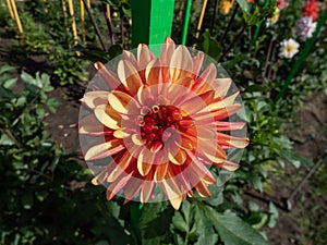 Dahlia (Dahlia x cultorum) \'Crazy Legs\' blooming with sorbet orange and pastel red colored flowers