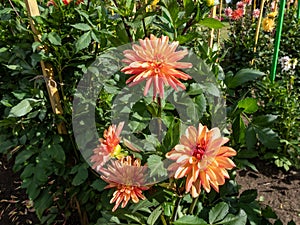 Dahlia (Dahlia x cultorum) \'Crazy Legs\' blooming with sorbet orange and pastel red colored flowers