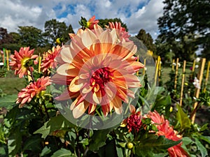 Dahlia (Dahlia x cultorum) \'Crazy Legs\' blooming with sorbet orange and pastel red colored flowers