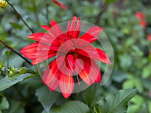 Dahlia (Dahlia x Cultorum Thorsrud Reisaeter) closeup