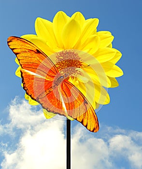 Dahlia Dahlietta yellow flower and a Dryas Julia butterfly