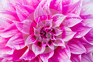 Dahlia or Dalia Flower at The Royal Agricultural S photo