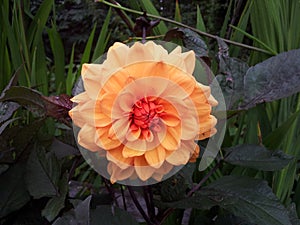 Dahlia `David Howard`