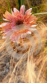Springtime sunrise shines through pink daisy flower