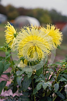 Dahlia Encore flower blossom