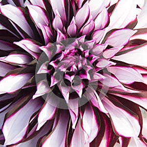 Dahlia, extraordinary and rare kind of beautiful Tartan Dahlia dahlia