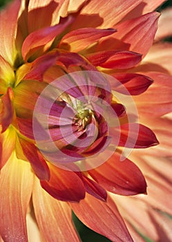 Dahlia flower