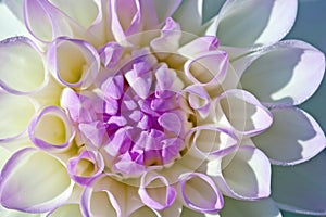 Dahlia flower