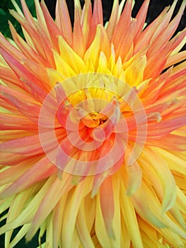 Dahlia flower