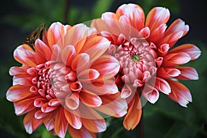 Dahlia Flower