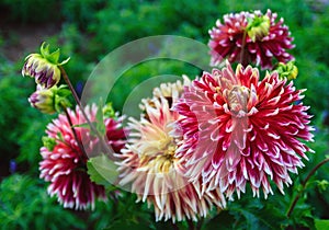 Dahlia flower