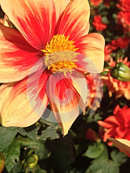 Dahlia Flower