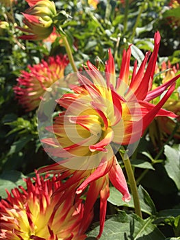 Dahlia Flower