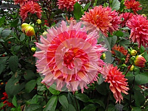 Dahlia Flower