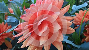 Dahlia flower