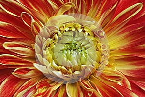 Dahlia flower