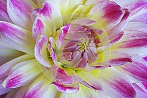 Dahlia flower