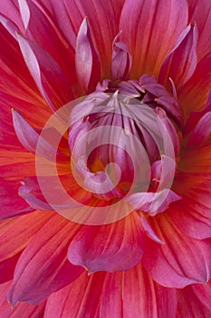 Dahlia flower background