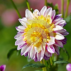 Dahlia flower on a background of a flowerbed.