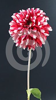 This is a Dahlia flower .Beautiful bright flower isolated on  dark background