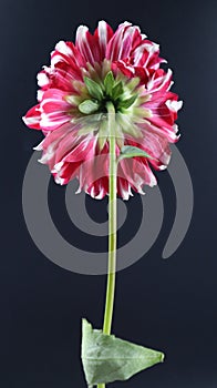 This is a Dahlia flower .Beautiful bright flower isolated on  dark background