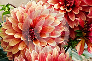 dahlia flower. Beautiful chrysanthemum close-up, rhythm and texture of delicate petals