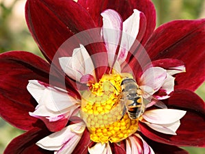 Dahlia flower with bee collects nectar