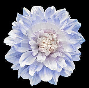 Dahlia. Flower on black isolated background with clipping path. For design. Closeup.