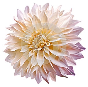 Dahlia. Flower on black isolated background with clipping path. For design. Closeup.