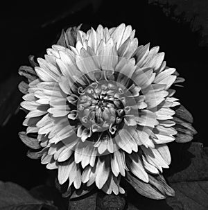 Dahlia flower in black and white