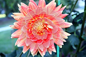 Dahlia flower blossom