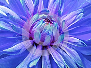 Dahlia flower blue. Closeup. beautiful dahlia side view for design. Macro.