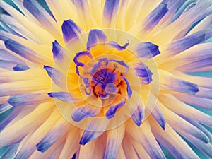 Dahlia flower blue-orange-yellow. Petals colored rays. Closeup. Beautiful dahlia in bloom for design.