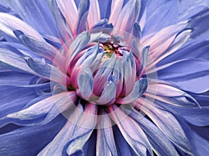 Dahlia flower blue-pink. Closeup. beautiful dahlia side view for design. Macro.