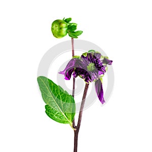 Dahlia flower from bud to bloom. Purple dahlia bud with stem isolated on white